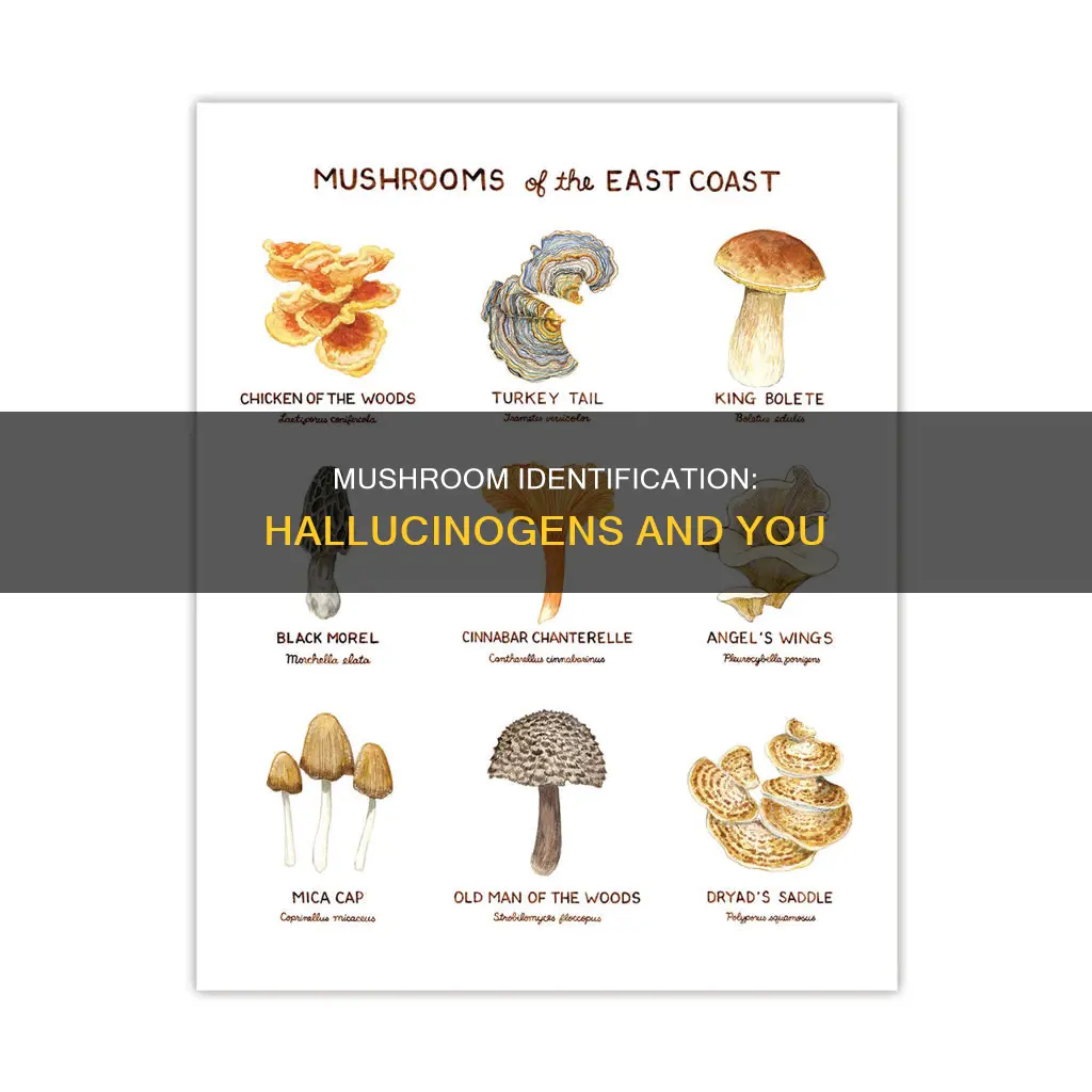 how to identify mushrooms drug