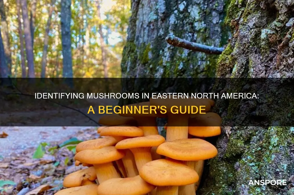 how to identify mushrooms eastern north america