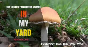 Identifying Mushrooms in Your Yard: A Beginner's Guide to Safe Foraging