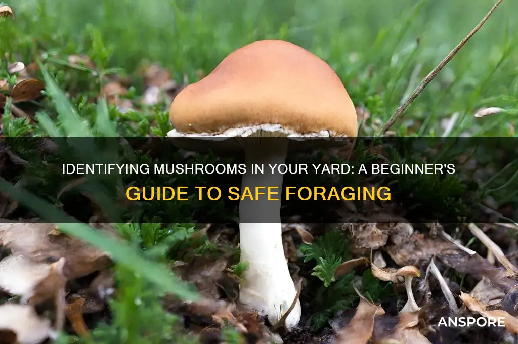 how to identify mushrooms growing in my yard