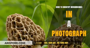 Mastering Mushroom Identification: Tips for Analyzing Photos Accurately