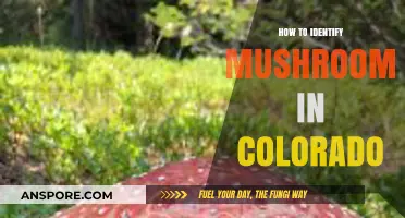 Identifying Colorado's Mushrooms: A Beginner's Guide to Safe Foraging