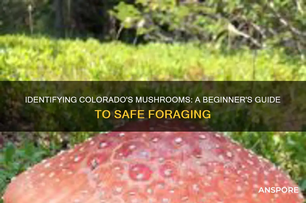 how to identify mushrooms in colorado