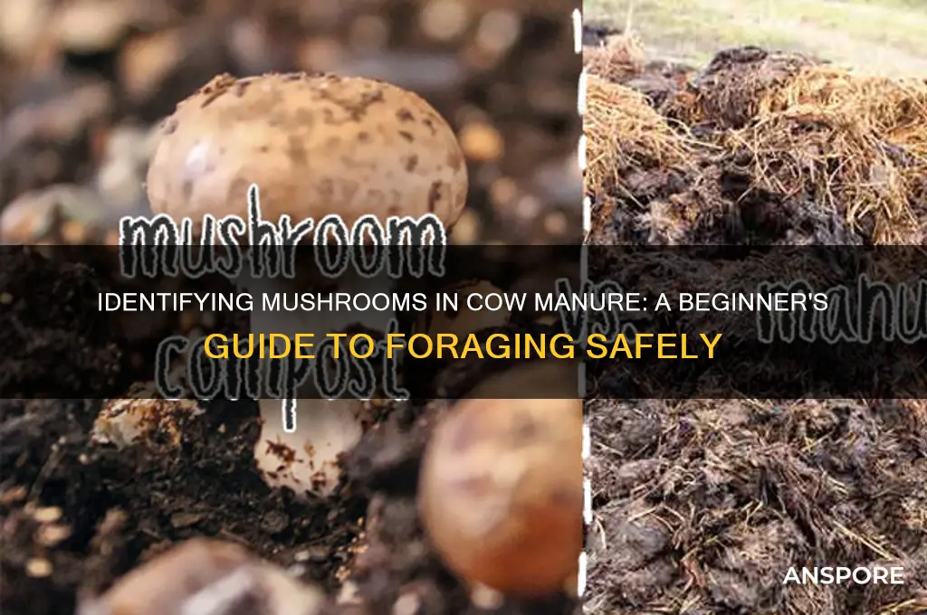 how to identify mushrooms in cow poop