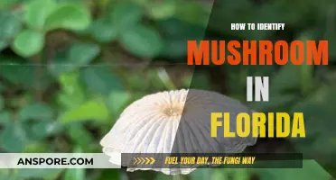 Florida's Fungal Foray: A Beginner's Guide to Identifying Mushrooms