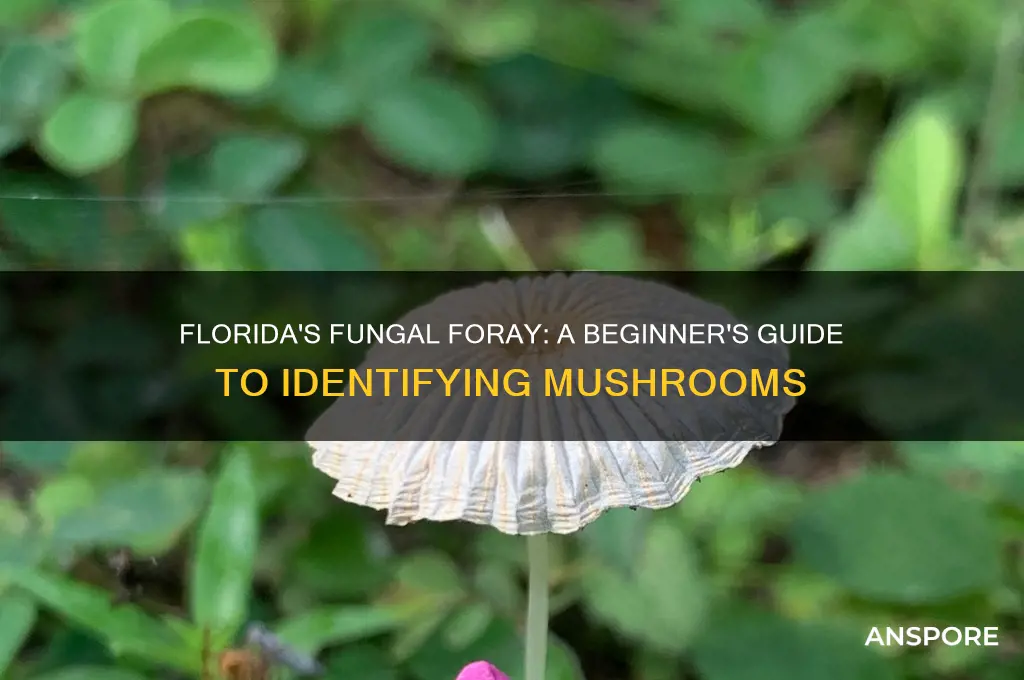 how to identify mushrooms in florida