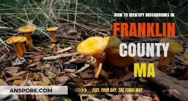 Identifying Mushrooms in Franklin County, MA: A Beginner's Guide