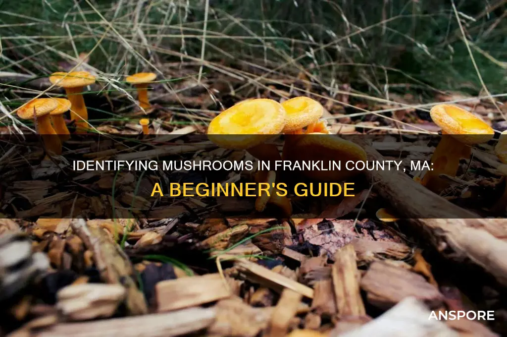 how to identify mushrooms in franklin county ma