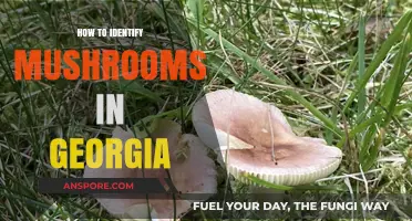Identifying Mushrooms in Georgia: A Beginner's Guide to Foraging Safely