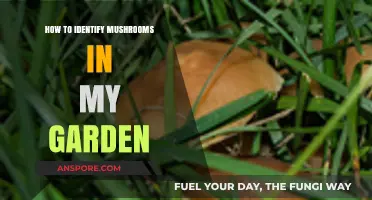 Spotting Garden Mushrooms: A Beginner's Guide to Safe Identification