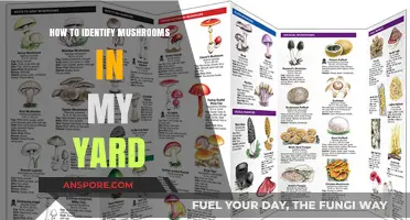 Safely Spotting Mushrooms: A Beginner's Guide to Yard Fungi Identification