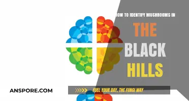 Identifying Mushrooms in the Black Hills: A Beginner's Guide