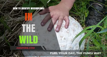 Safely Spotting Wild Mushrooms: A Beginner's Guide to Identification