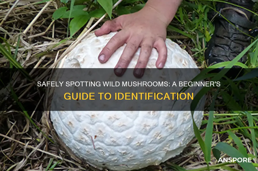 how to identify mushrooms in the wild