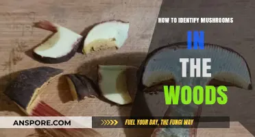 Foraging Safely: Essential Tips to Identify Mushrooms in the Woods