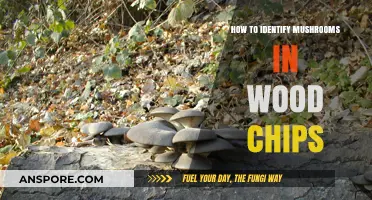 Identifying Mushrooms in Wood Chips: A Beginner's Guide to Foraging Safely