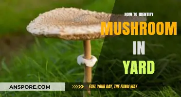 Spotting Yard Mushrooms: A Beginner’s Guide to Safe Identification