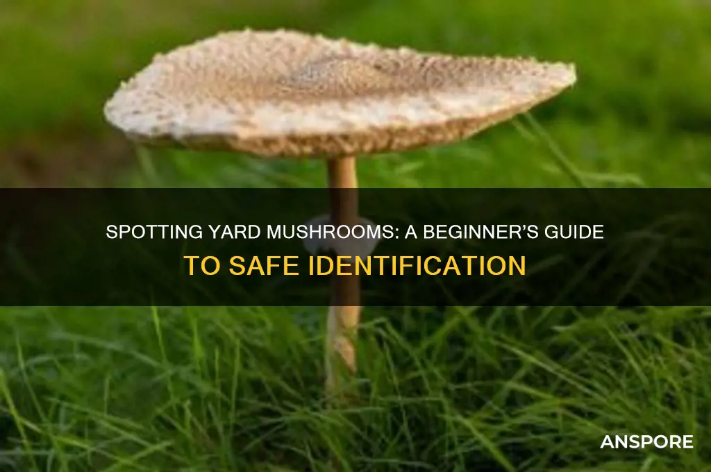 how to identify mushrooms in yard