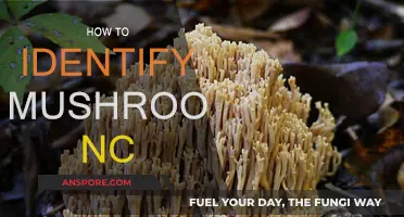 Identifying Wild Mushrooms: A Guide for North Carolinians