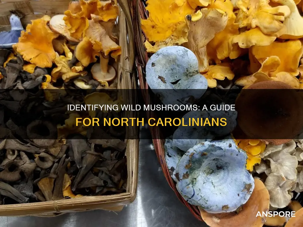how to identify mushrooms nc