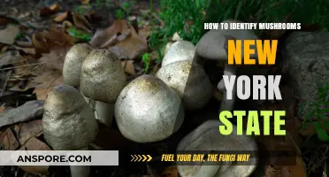 Identifying Mushrooms in New York: A Beginner's Guide to Foraging Safely