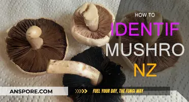 Mushroom Foraging: Identifying NZ Fungi