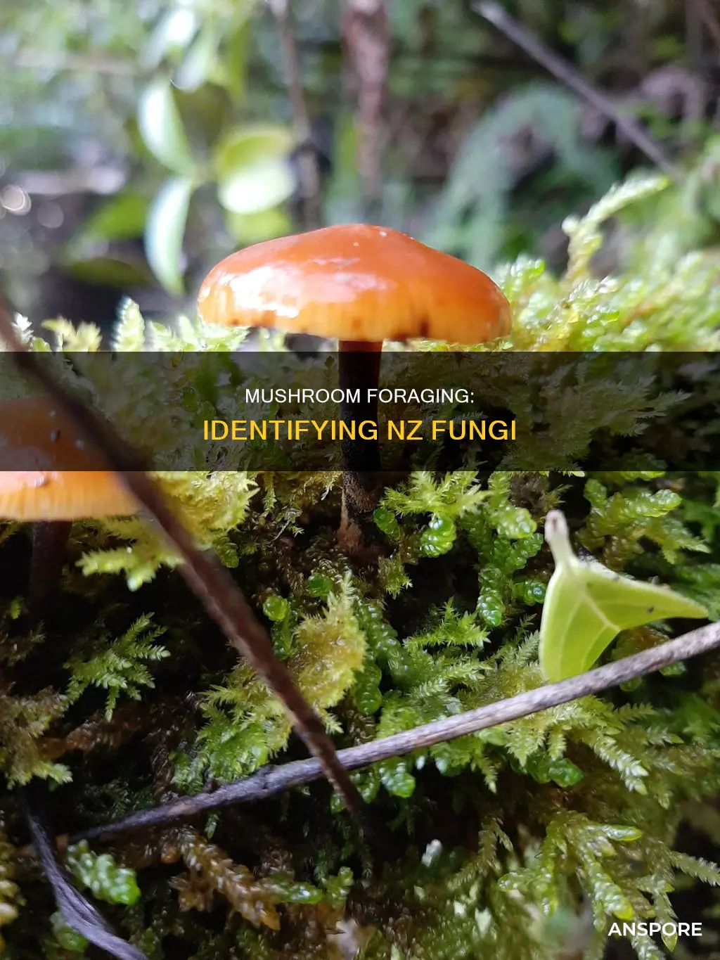 how to identify mushrooms nz