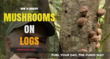 Spotting Mushrooms on Logs: A Beginner's Guide to Identification