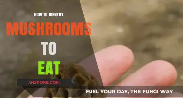 Safe Mushroom Foraging: Essential Tips to Identify Edible Varieties