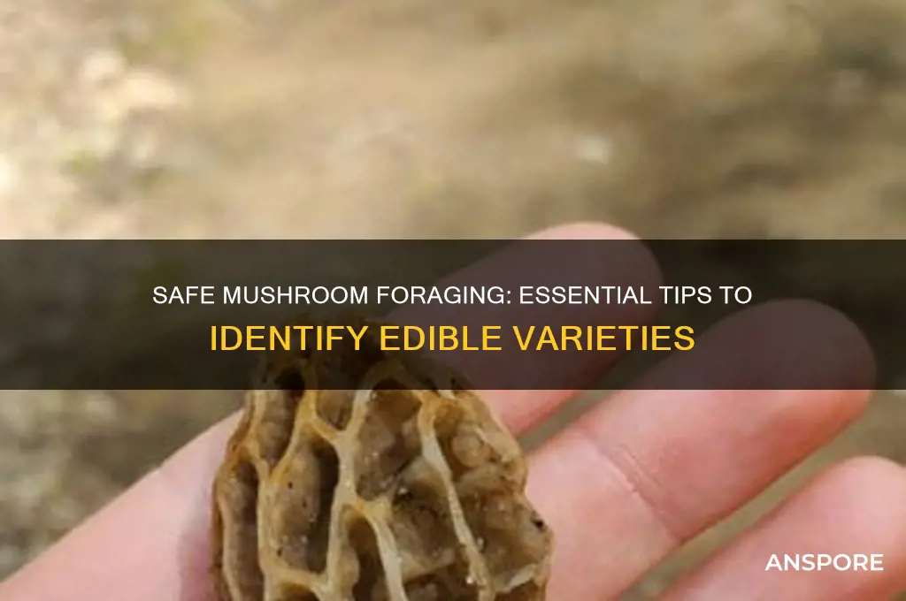 how to identify mushrooms to eat