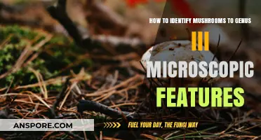 Mastering Mushroom Identification: Microscopic Features for Genus III Classification