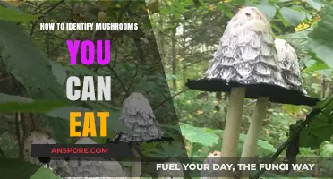 Safe Foraging: How to Identify Edible Mushrooms in the Wild