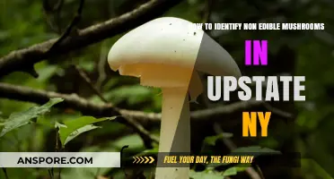 Spotting Unsafe Mushrooms: A Guide to Upstate NY's Non-Edible Varieties
