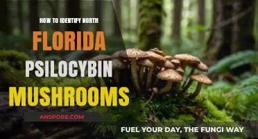 Identifying North Florida's Psilocybin Mushrooms: A Comprehensive Guide