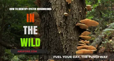 Spotting Oyster Mushrooms: A Beginner's Guide to Wild Identification