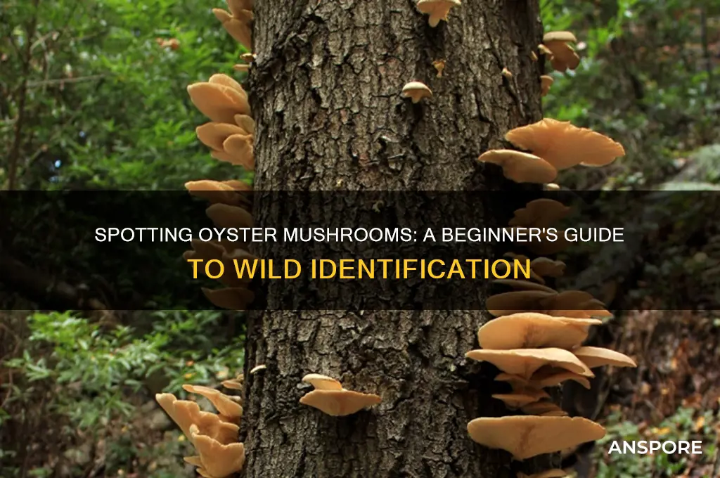 how to identify oyster mushrooms in the wild