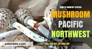 Identifying Oyster Mushrooms in the Pacific Northwest: A Beginner's Guide