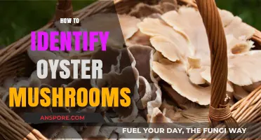 Recognizing Oyster Mushrooms: A Beginner's Guide