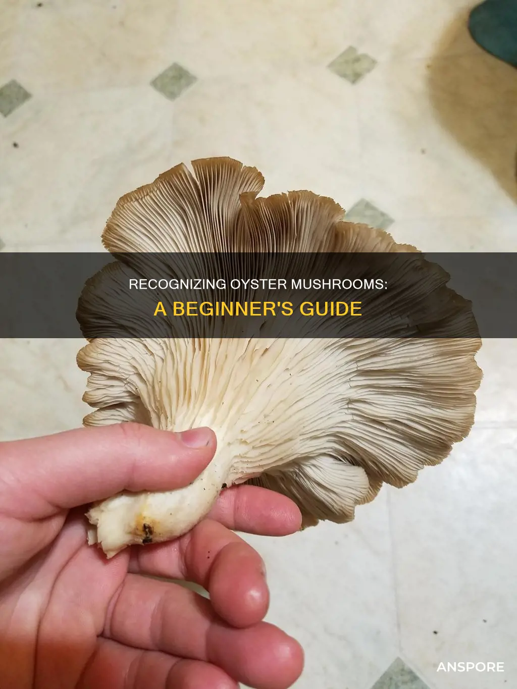 how to identify oyster mushrooms