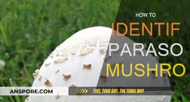 Recognizing Parasol Mushrooms: A Guide to Identification