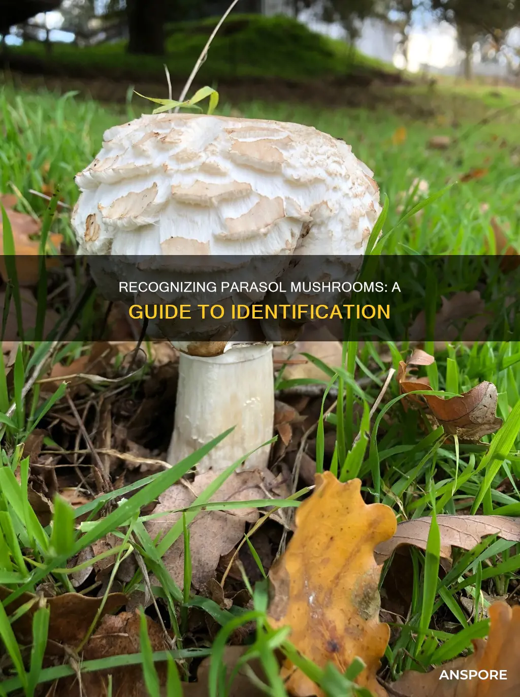 how to identify parasol mushroom