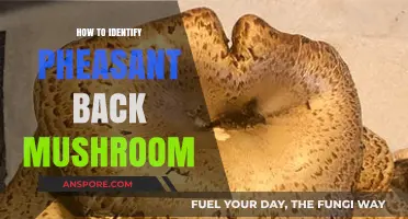 Identifying Pheasant Back Mushrooms: A Beginner's Guide to Foraging Safely