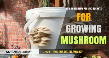 Identifying Ideal Plastic Buckets for Successful Mushroom Cultivation at Home