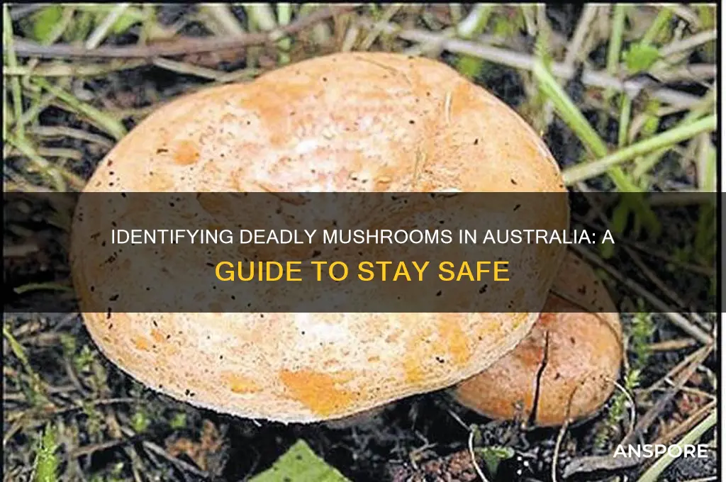 how to identify poisonous mushrooms australia
