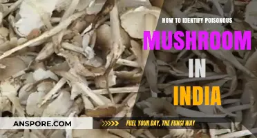 Identifying Deadly Mushrooms in India: A Beginner's Guide to Safety