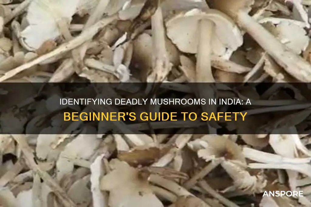 how to identify poisonous mushrooms in india