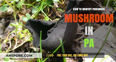 Spotting Deadly Mushrooms: A Pennsylvania Forager's Guide to Safety