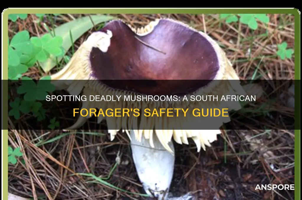 how to identify poisonous mushrooms in south africa