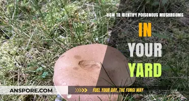 Spotting Deadly Fungi: A Guide to Yard Mushroom Safety