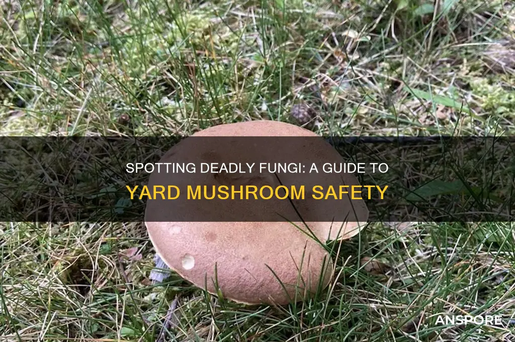 how to identify poisonous mushrooms in your yard